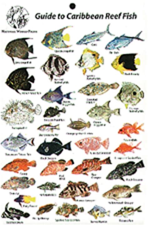 fish identifier online free|Tropical Fish Identification Made Easy .